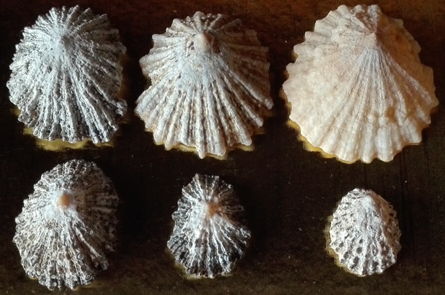 Gran canaria - PATELLE - specie da determinare